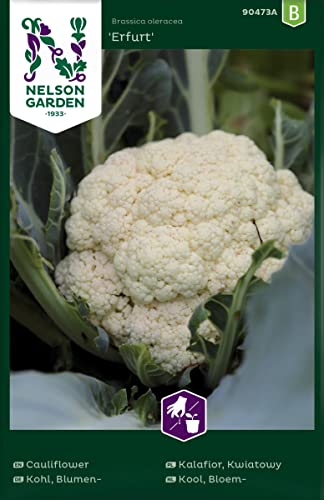 Weißkohl Saatgut 'Erfurt' - Nelson Garden Gemüsesamen für köstlichen Blumenkohl - Anpflanzset (150 Stück)