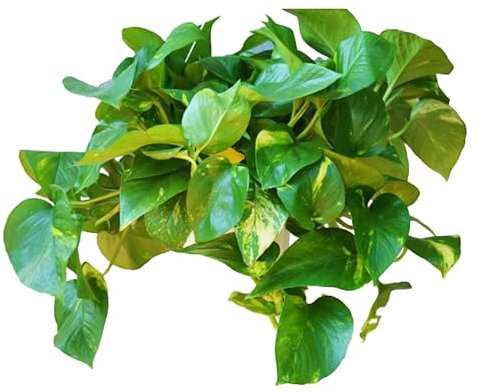 Poto Natural Planta Colgante Perfecta para Decorar Cualquier Rincón del Hogar