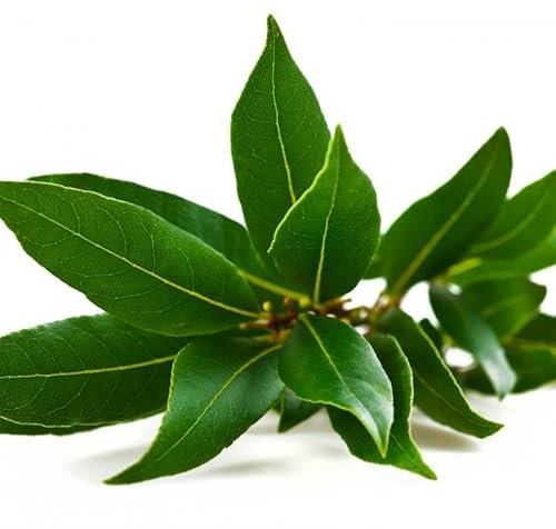 SAVINI VIVAI plante de haie plantes de haie de laurier arbre en pot 18-20 cm hauteur 70-100 cm Made in Italy