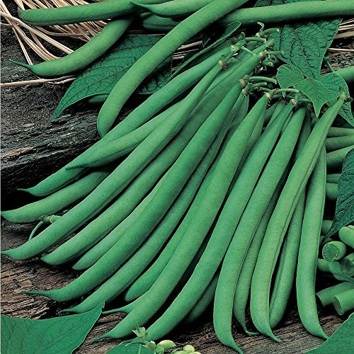 Mr Fothergill's 23966 Vegetable Seeds, Dwarf French Bean Ferrari, Green