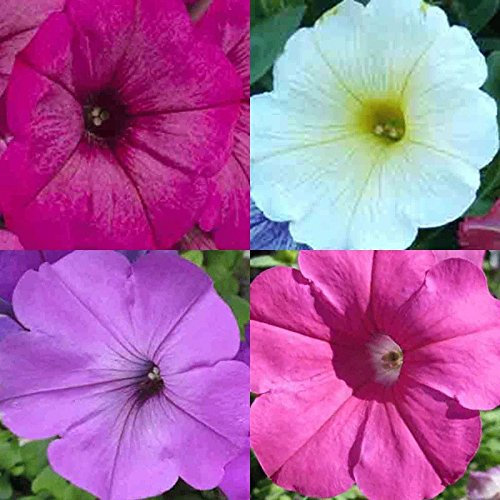 Petunia HYBRIDA Mix 1000 Seeds Hanging Baskets Containers Trailing Cascade USA