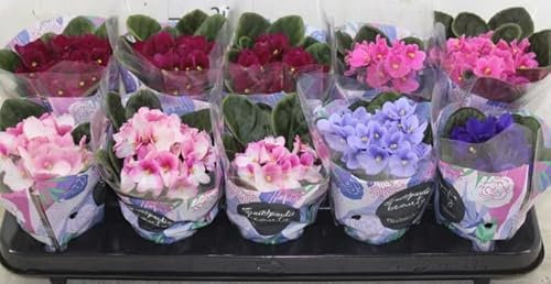 3 x African Violet Saintpaulia Flowering Random Colors Indoor Plants Mix Colours in 12cm pots