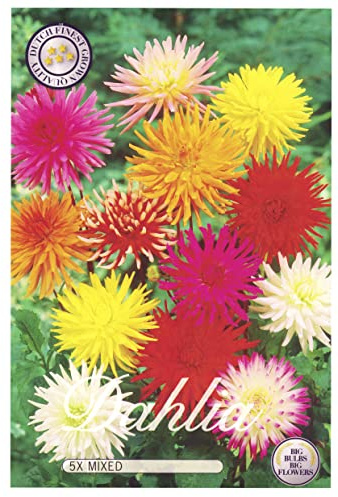 Sommerblumen Dahlien Knollen Blumenzwiebeln Mix Dahlia Bunte Auswahl im Mix für Sommer Blume Knolle Blumezwiebel Set Bunte Blüten mehrjährig (5x Dahlien Cactus)