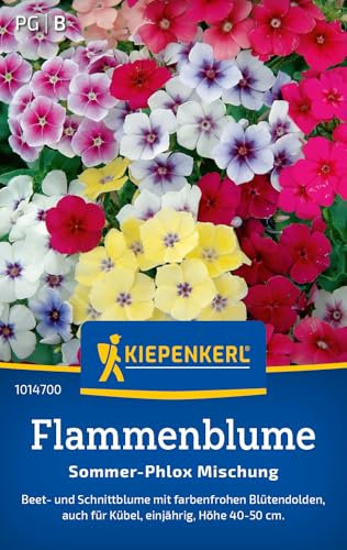 Kiepenkerl Flammenblumensamen Sommer-Phlox Mischung 1014700 - Einjährige Blume mit einer Wuchshöhe von 40 bis 50 cm und einem Inhalt für 80 Pflanzen - Blumensamen, Saatgut