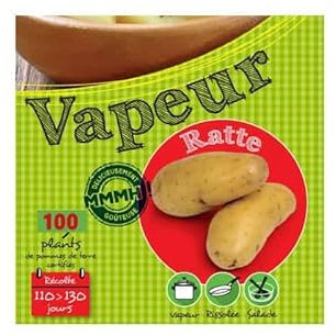 Ratte 100 Plants de pomme de terre