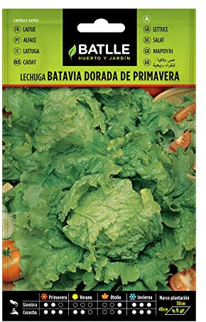 Semillas Batlle Laitue Batavia Doré - Printemps