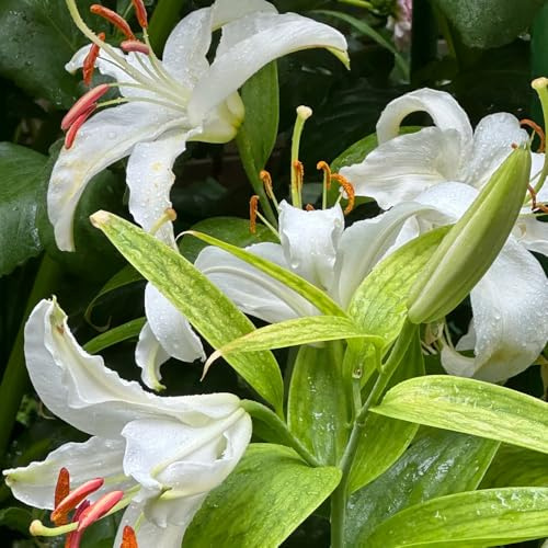 Semillas de Achicoria,Semillas de de Invierno,de Jardín,Crecimiento Rápido 200pcs