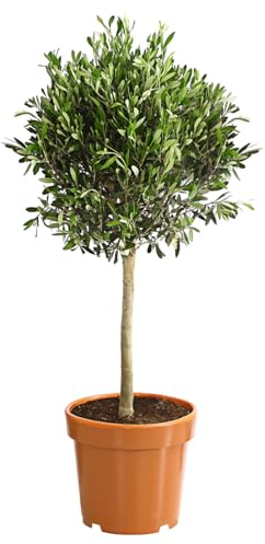 Olivenbaum Hochstämmchen Bonsai Olea Europea circa 50-60 cm Gesamthöhe grün