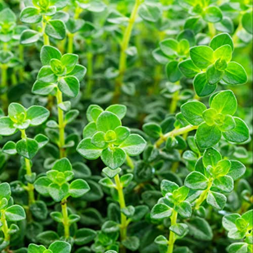 Thyme Seeds – Fresh Herbs All Year Round – RHS Plants for Pollinators – Perennial – an Old Favorite – with Strong Flavour - for Your Beautiful Garden