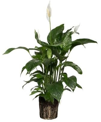 Spathiphyllum | DECOALIVE | Cuna de Moisés | Planta de Interior | Planta Natural