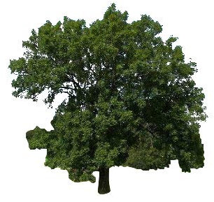 Gemeine Esche 50 Samen (Heimischer Baum - Winterhart) Lat : Fraxinus excelsior