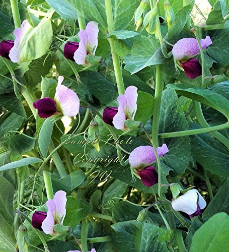 Portal Cool 200 Samen: Austrian Win-Erbsensamen! Stickstoff Fixer Nizza Begrünung fut