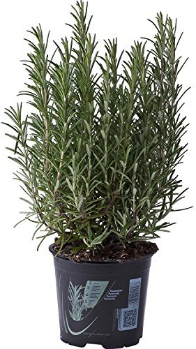 Flortis 4357035 Rosmarin (Rosmarinsamen)