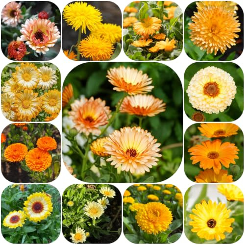 semillas de caléndula, exóticas en caléndula officinalis, de jardín rocas decoración semillas jardín interior orgánicas primavera 150pcs