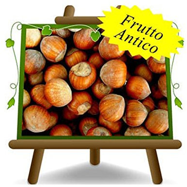 Nocciolo San Giovanni - Pianta da frutto antico su vaso da 20 - max 170 cm - 2 anni