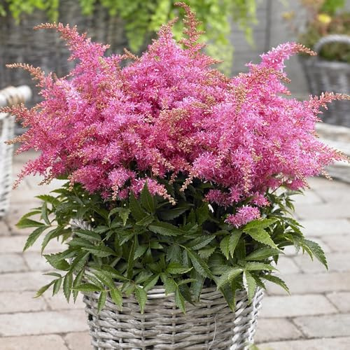 Astilbe Rosa Maceta 11cm - Planta perenne resistente para sombra - Flores blancas plumosas - Ideal para jardines boscosos y bordes. Añade elegancia a tu hogar.