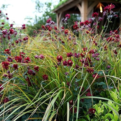 Plant Theory Pheasant's Tail Grass Anemanthele Lessoniana Outdoor Ornamental Plant 2L Pot