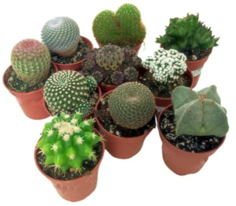 Pack de 10 cactus de colección, 5 cm. Mix de cactus variados. Especies diferentes y únicas de cactus, apreciadas por su forma, espinas y flores. Segura Garden.
