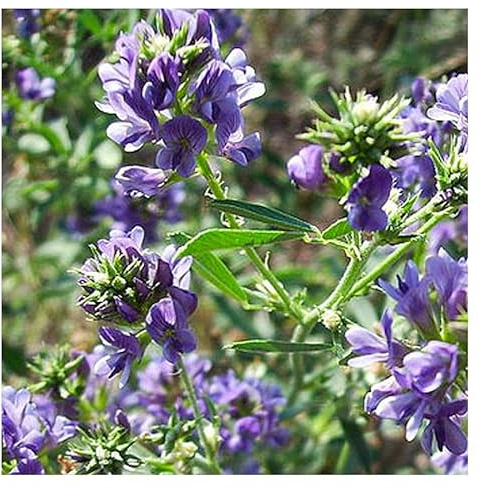 MRS Luzerne (Medicago sativo) - 125.000 graines de luzerne (250g) - Plante mellifère engrais vert - Améliore la qualité du sol - Fixateur naturel d'azote