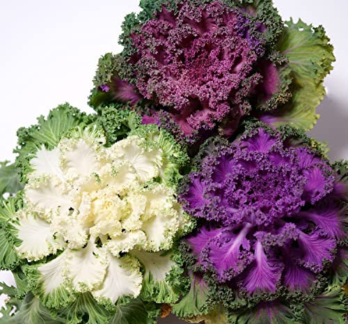 Zierkohl Farbmischung - Kohl - 50 Samen