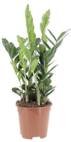 KENTIS - Zamioculcas Zamiifolia - Piante Vere da Interni - Purifica Aria - H 50-60 cm Vaso Ø 17 cm