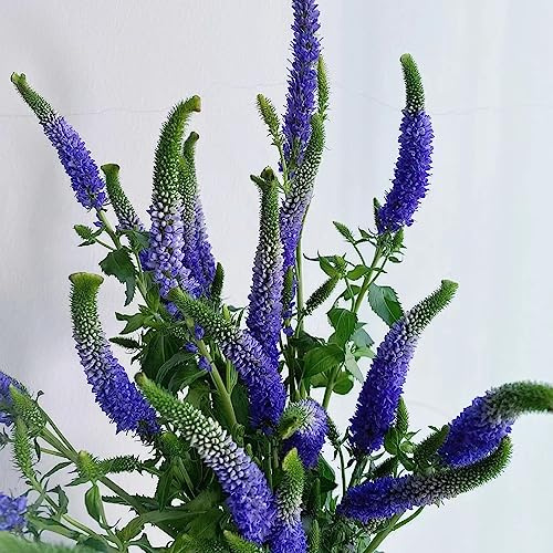 semillas de salvia - salvia - de jardín exóticas jardín resistentes, arbustos resistentes semillas como recuerdo fiesta 1500semillas