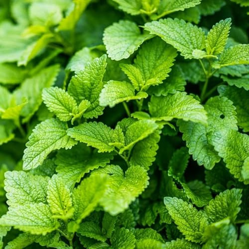 semillas resistentes de melisa - jardín perennes variedades antiguas 550pcs