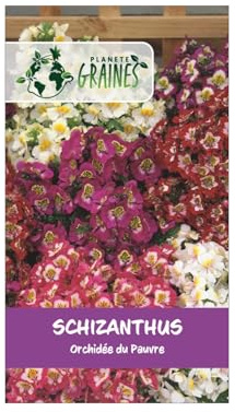 300 Graines Fleur- Papillon ou Orchidée du Pauvre – Schizanthus Wisetonensis Angel Wings Mixed Variété Ornementale Compacte – Fleurs Exotiques Bicolores – Facile à Cultiver