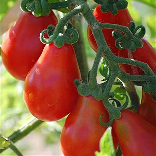 Viridis Hortus - 30 Tomato Red Pear Vegetable Seeds