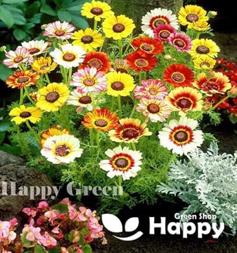 Painted Daisy Rainbow mix - 750 seeds + Plant tag + Freebie - Chrysanthemum Carinatum