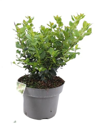 Acebo | DECOALIVE |Ilex Aquifolium | Planta Natural | Planta Navidad