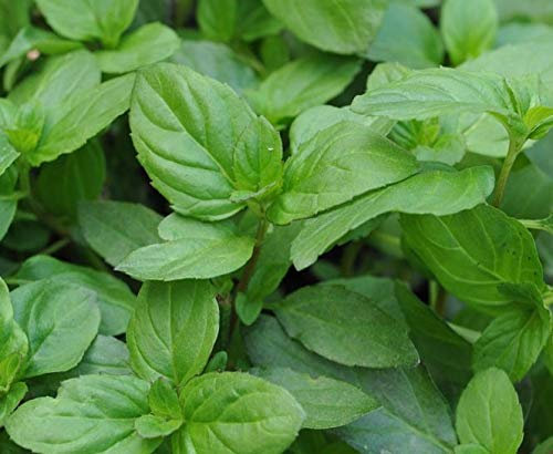Mint Basil Mentha × piperita f. citrata Basil Aromatic herb Plant 9cm Pot