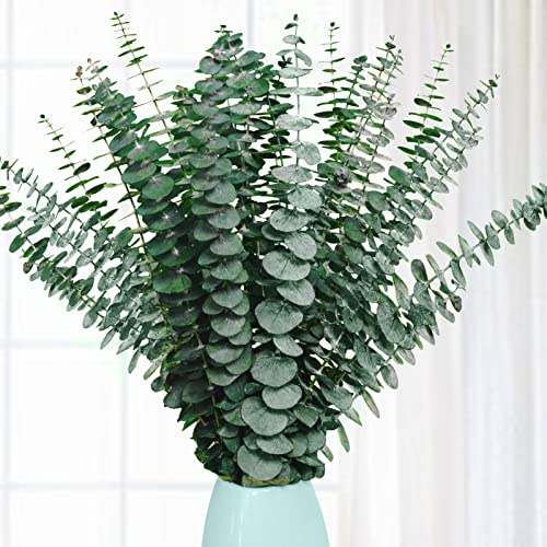 20 Pcs Preserved Dried Eucalyptus Stems, 17 Natural Fresh Eucalyptus Branches for Shower, Real Plant for Vase Filler, Dried Flowers Arrangement, Floral Home Decor
