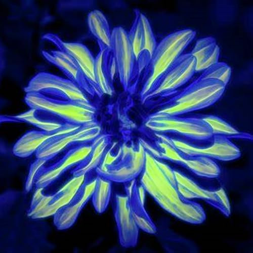 Natural Organic, Rare Plants, Easy Plant, Exotic, Strong Plant, Excellent Display, Dahlia Bulbs Now UK, Greening Flower/Good for Containers, 6bulbs-J