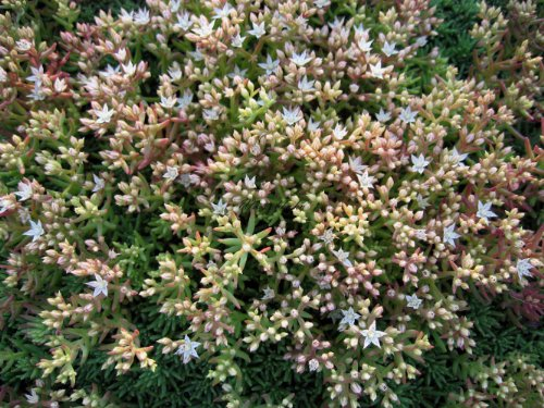 Staudenkulturen Wauschkuhn Sedum lydium 'Glaucum' - Fetthenne - Staude im 9cm Topf