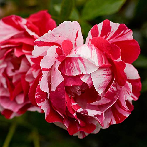 Heirloom Shrub Roses, Live Own Root Plant for Outdoor Garden, Stars 'n' Stripes Forever™, Very Fragrant, Hardiness Zones: 5-10, Continual Blooming