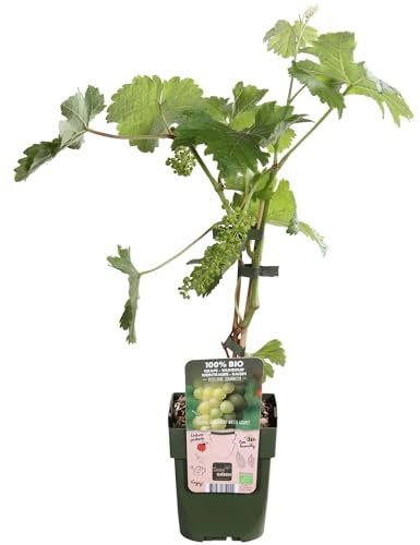 Weinrebe weiß 'Johannes' - Obststrauch