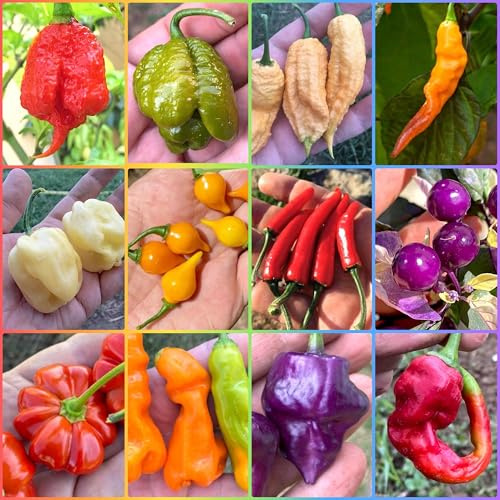 SEMISTRANI.IT - 120 Semi dei 12 Peperoncini più BIZZARRI del MONDO, Coll. FANTASY PEPPER + Guida: PRIMO, SCORPION, HABANERO, VIAGRA-NATURAL, TIGER, UFO, PSYCO PEARL, CHUPETINHO, E-ROTICO, TRUNK, etc