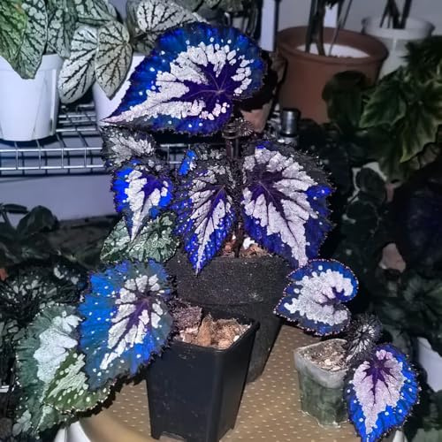 semillas de begonia jardineros Begonia trucha decorativas de oficina decoración verdes exóticas interior fáciles cuidar decoración sala estar 80pcs