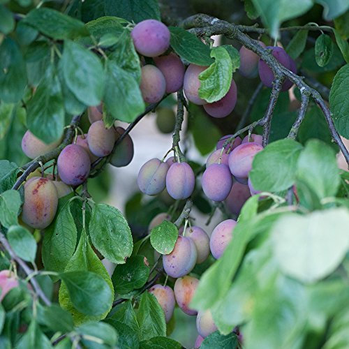 Thompson & Morgan Hardy Plum Fruit Tree ‘Victoria’ Semi-Dwarf Variety, Self-Fertile Potted Garden Plant, Highly Attractive to Pollinators, High Yielding Ideal for Kitchen Gardens