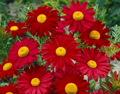 Tanacetum coccineum 'Robinson Rot'' 20 Samen, Margerite