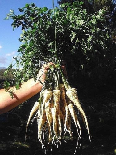 300 Semi di Amburgo Radicati prezzemolo Nongmo Erbstück