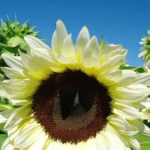 50 pièces/sachet de graines de tournesol, convient pour les pots et l'extérieur – Idéal pour balcon, terrasse, petit jardin