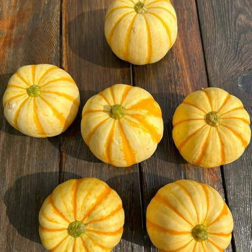 Semillas de calabaza orgánicas, semillas de invierno Semillas de calabaza ornamentales, de balcón resistentes regalos sostenibles regalos jardin 50pcs