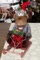 KAMACA Deko ELCH/Rentier aus Stoff mit knuffigem Outfit ausgefallene Dekoidee oder zum Verschenken zu Winter Weihnachten (Rentier Junge auf Schlitten 40 cm)