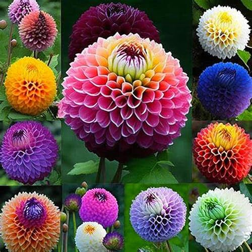 Dahlienzwiebel,Winterhart Mehrjährig, Leuchtend Und Attraktiv,Dahlien-Pompons,Eine Zwiebelpflanze Mit Langer BlüTezeit,GroßEn BlüTen, Dahlien Knollen Winterhart-4zwiebeln-B