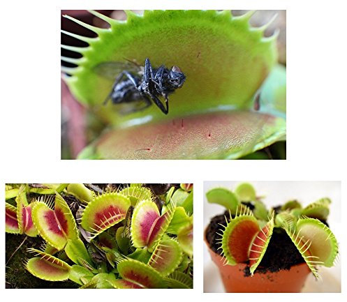 les colis noirs lcn Lot 20 graines de Dionée Attrape Mouche Plante Carnivore Insectes Mouches