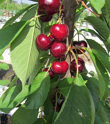 Säulenkirsche Victoria Kirsche Säulenobst Terrassenobst Balkonobst 80-100 cm 5 Liter Topf, Colt