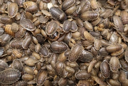 Reptilian Arts Dubia Roaches Live Feeder Insects Medium (1/2), 100, Count