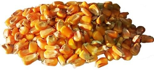 Maíz Entero para alimentación Animal, Ideal para gallinas, ocas, Patos, faisanes, Cebo para Peces y Todo Tipo de Aves. Maiz para Animales. Saco maiz Limpio 30 kg.